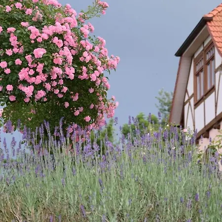 Taubenberg 3* Rinteln